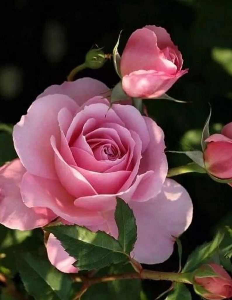 Virginia Ann (Smith)  Mosley Profile Photo