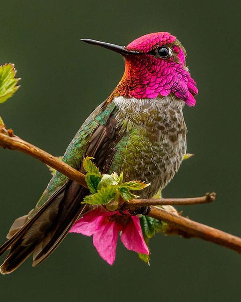 John  Hurst Profile Photo