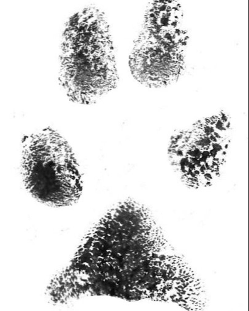 Angel Bentley Profile Photo