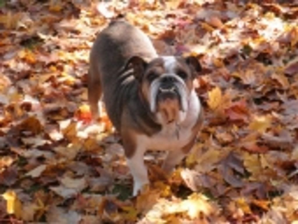 Momma Pearson-Hendon Profile Photo