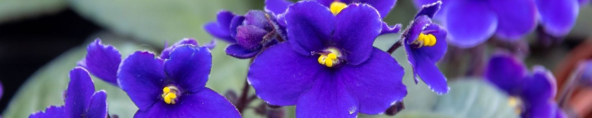 Cover photo for Virgie Sue Clay's Obituary