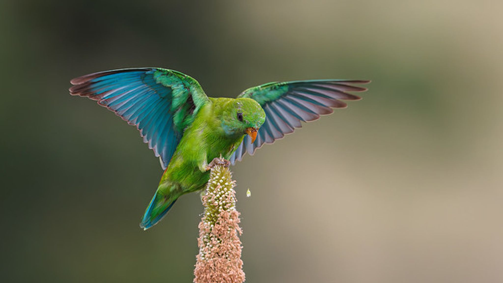 Cover for Mary Beth Watkins's Obituary