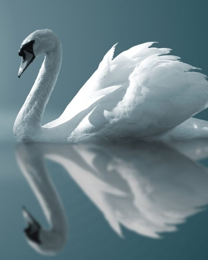 Cannon Edward Braveheart Burton Profile Photo