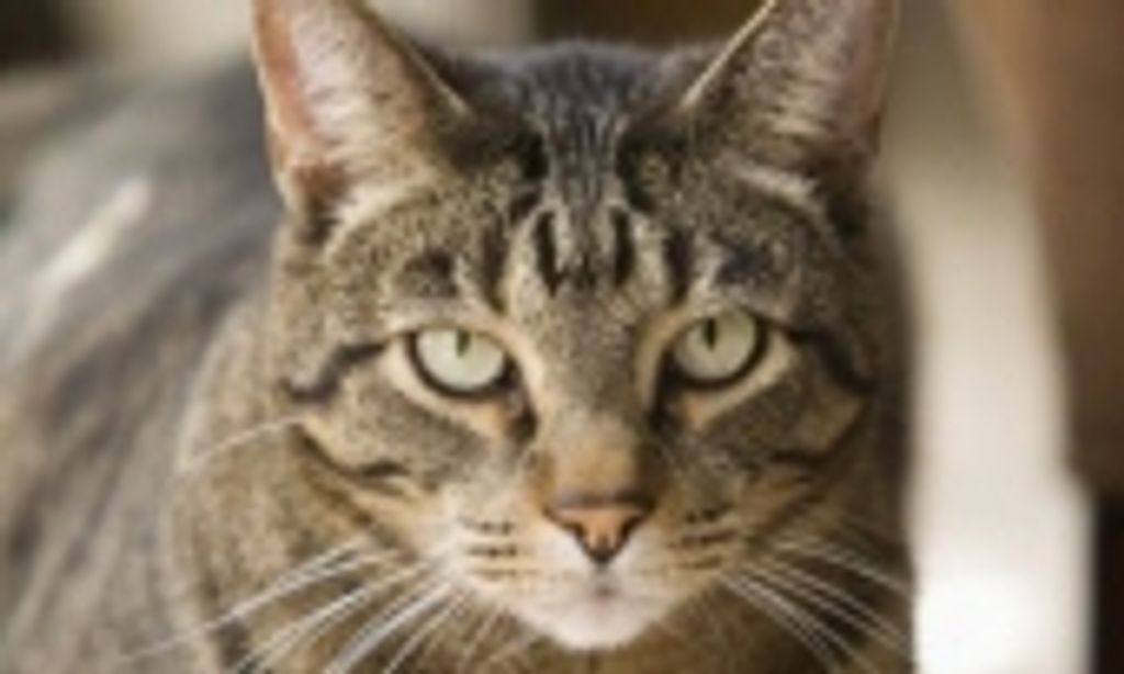 Toby Estlick - Eastling Profile Photo