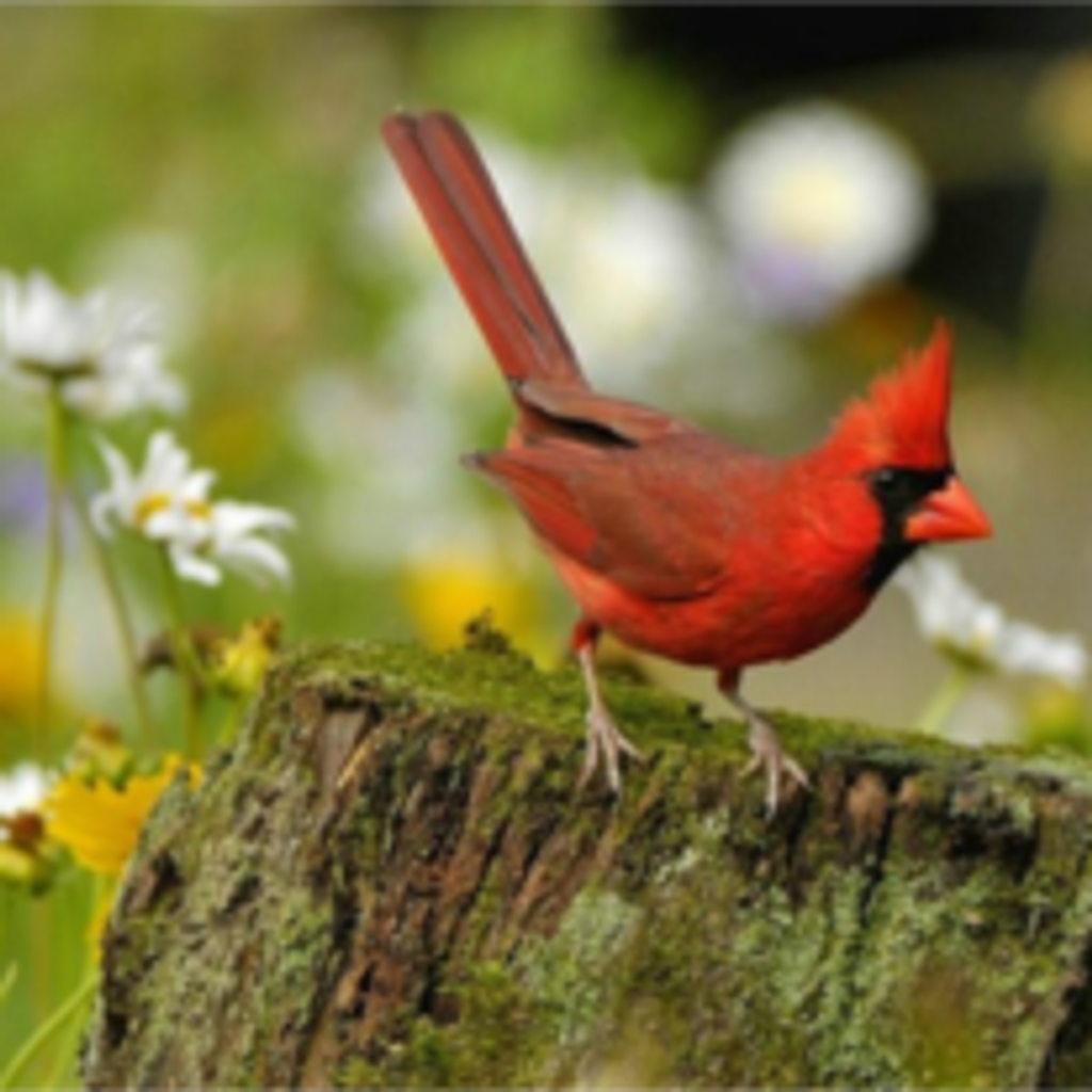 Addie Lee Leslie Calvert