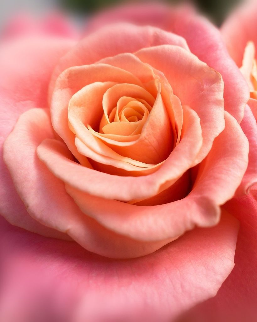 Ruby Nadine Koepnick Profile Photo