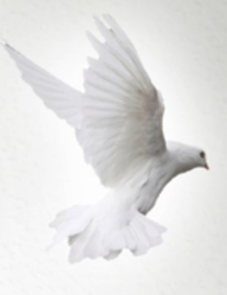 Patricia J. (Mccabe) Haddad