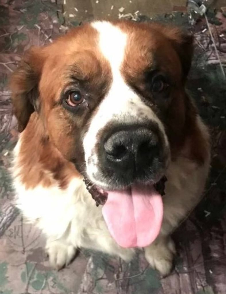Bogey Hartman Profile Photo