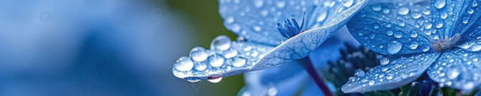 Cover for Beth H. Eades's Obituary