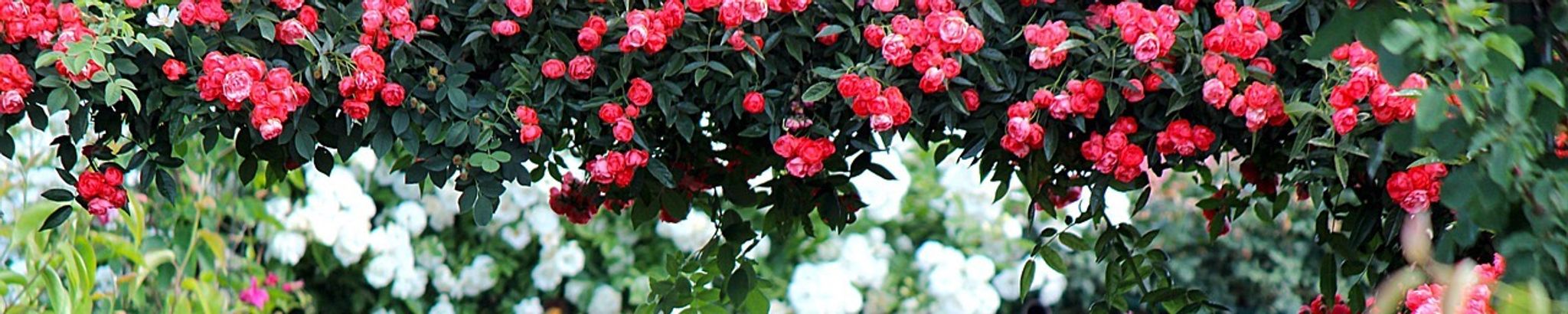 Cover for Brown Jones's Obituary