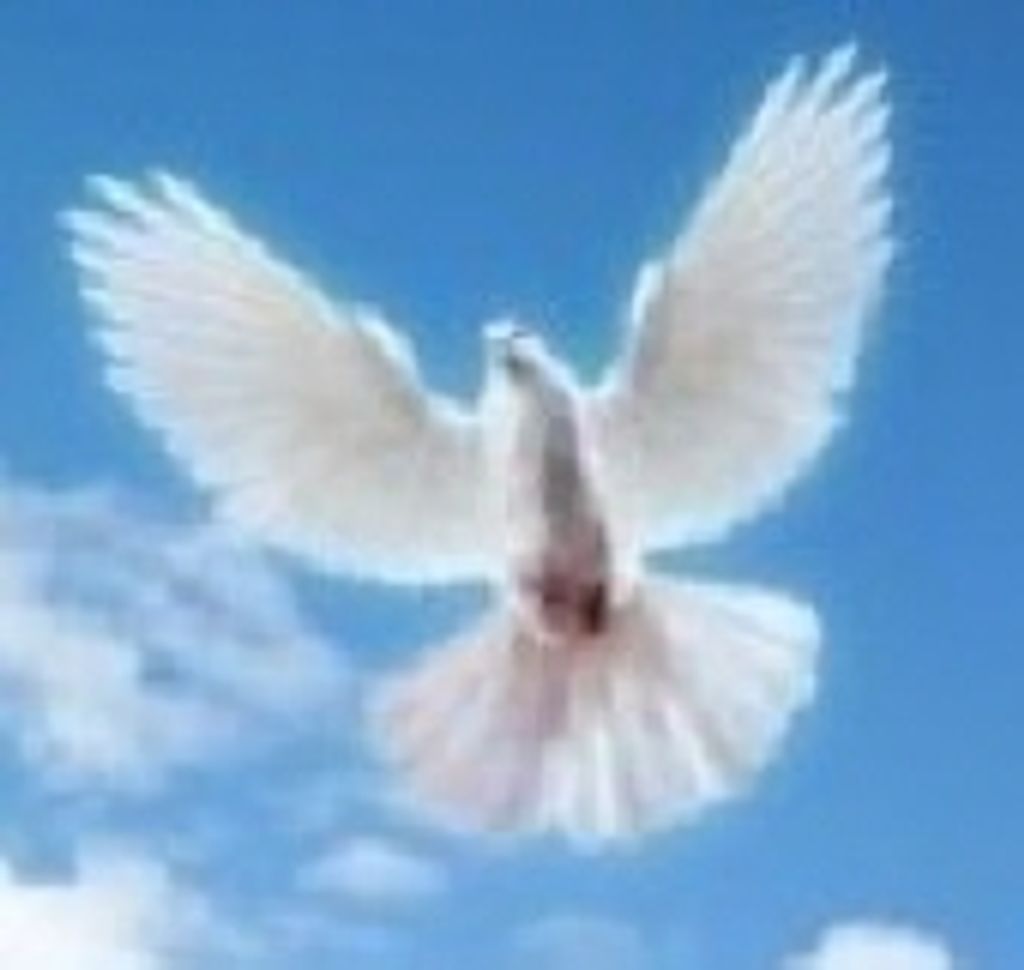 Frances Erickson Connelly