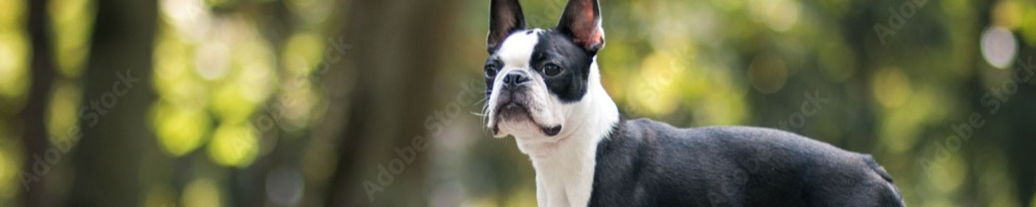 Cover for Connie Lee Page's Obituary