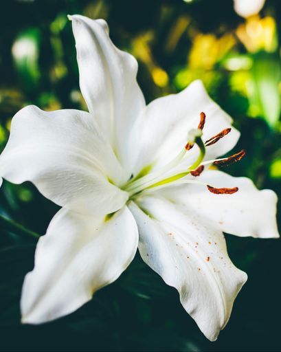 Wilma Louise Luethje's obituary image