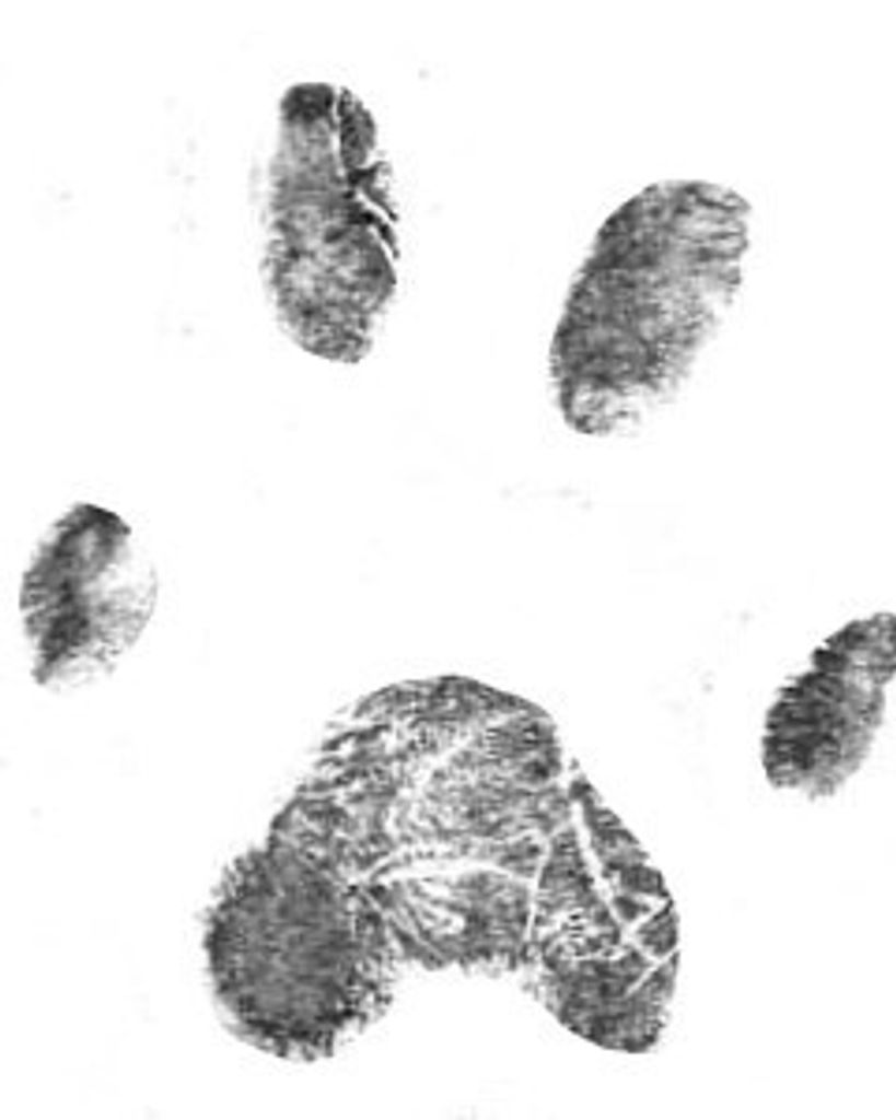 Jojo Vetrano Profile Photo