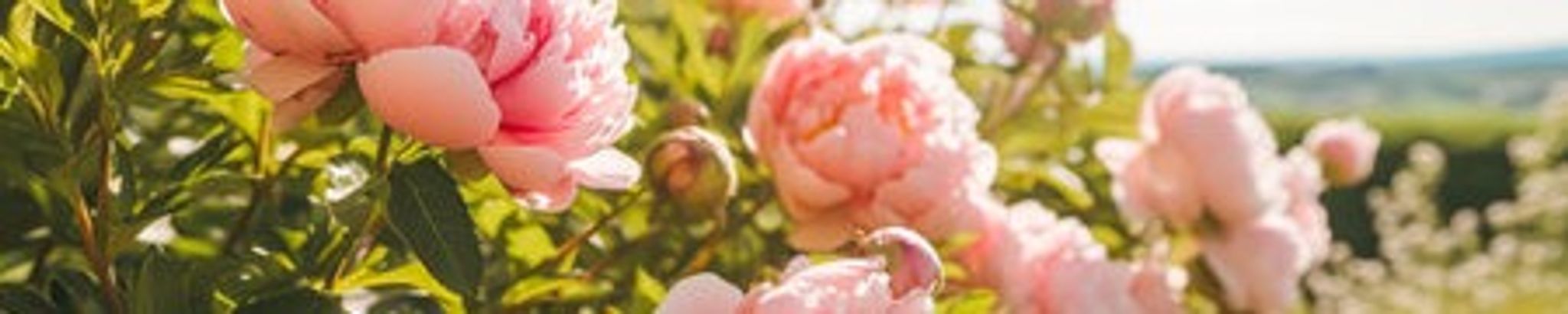 Cover for Ruth K. Rathburn's Obituary