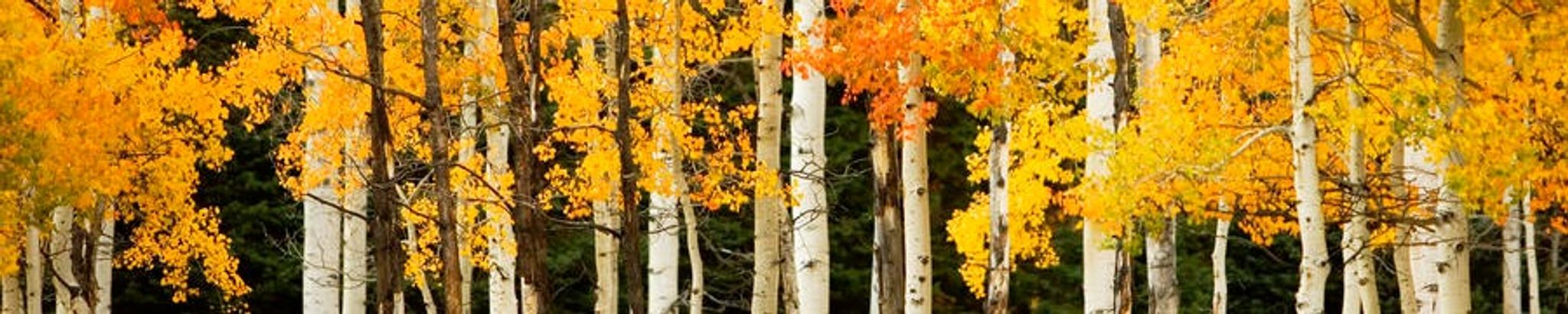Cover photo for Albert Lee Schoonover's Obituary