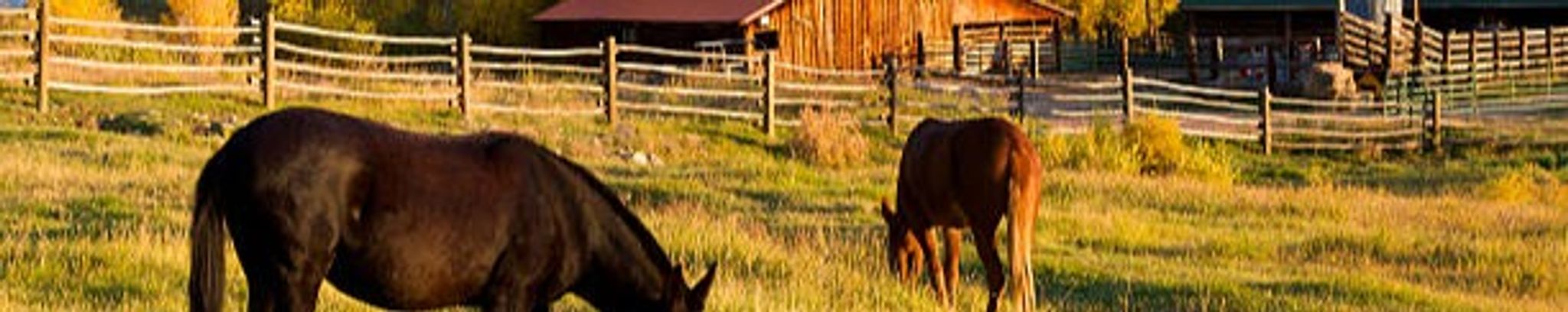 Cover for Shawn Bard Wickhorst's Obituary