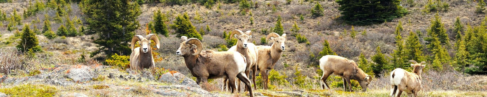 Cover for Adam Holbrook's Obituary