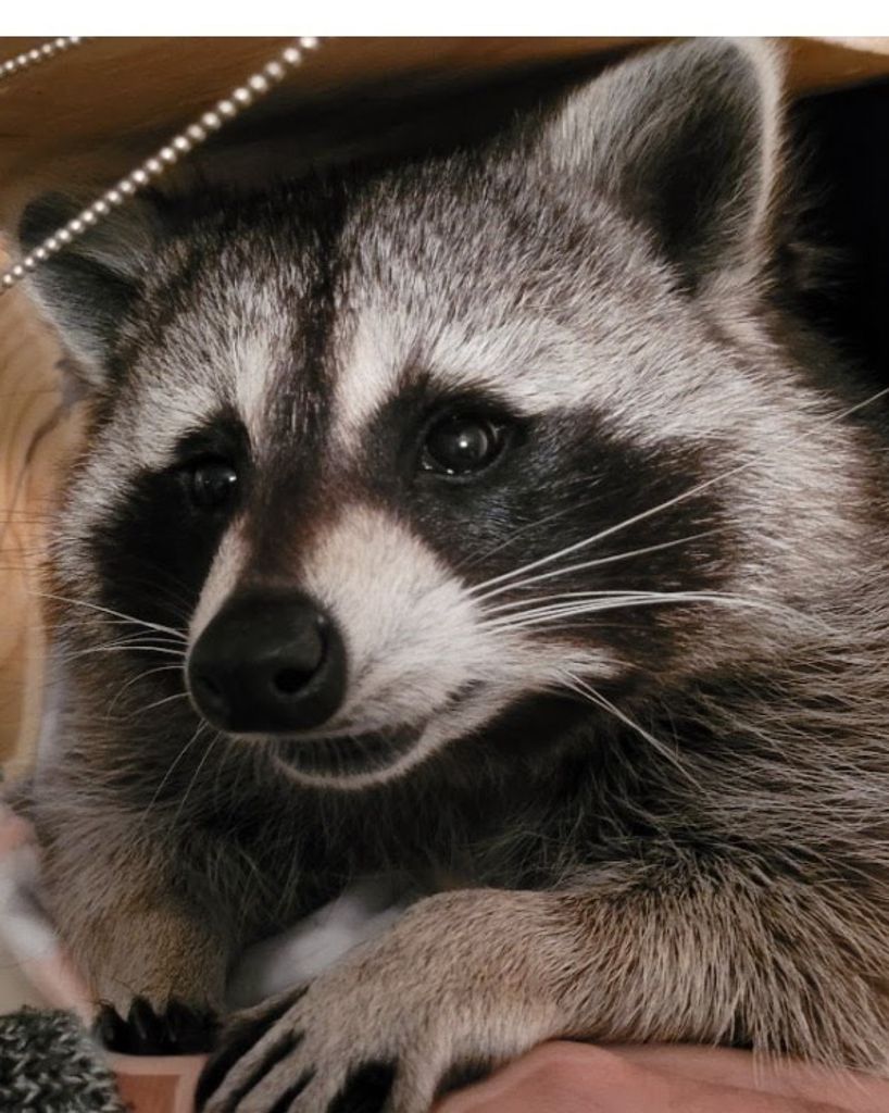 Chewy "Boo Boo" Cooper