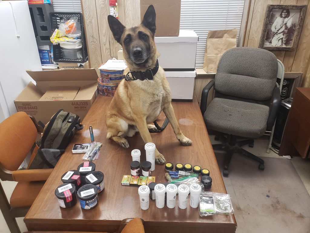 K9 Jack Profile Photo