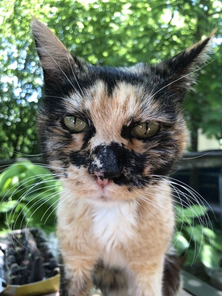 Totes Keel Profile Photo