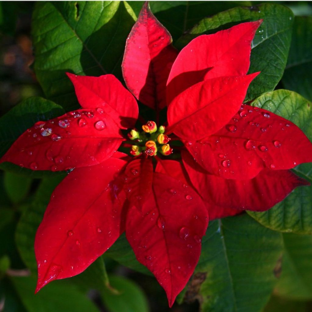 John Alden Duncan Profile Photo