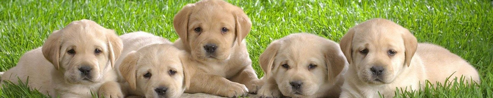 Cover for Jordan Timothy Archibald's Obituary