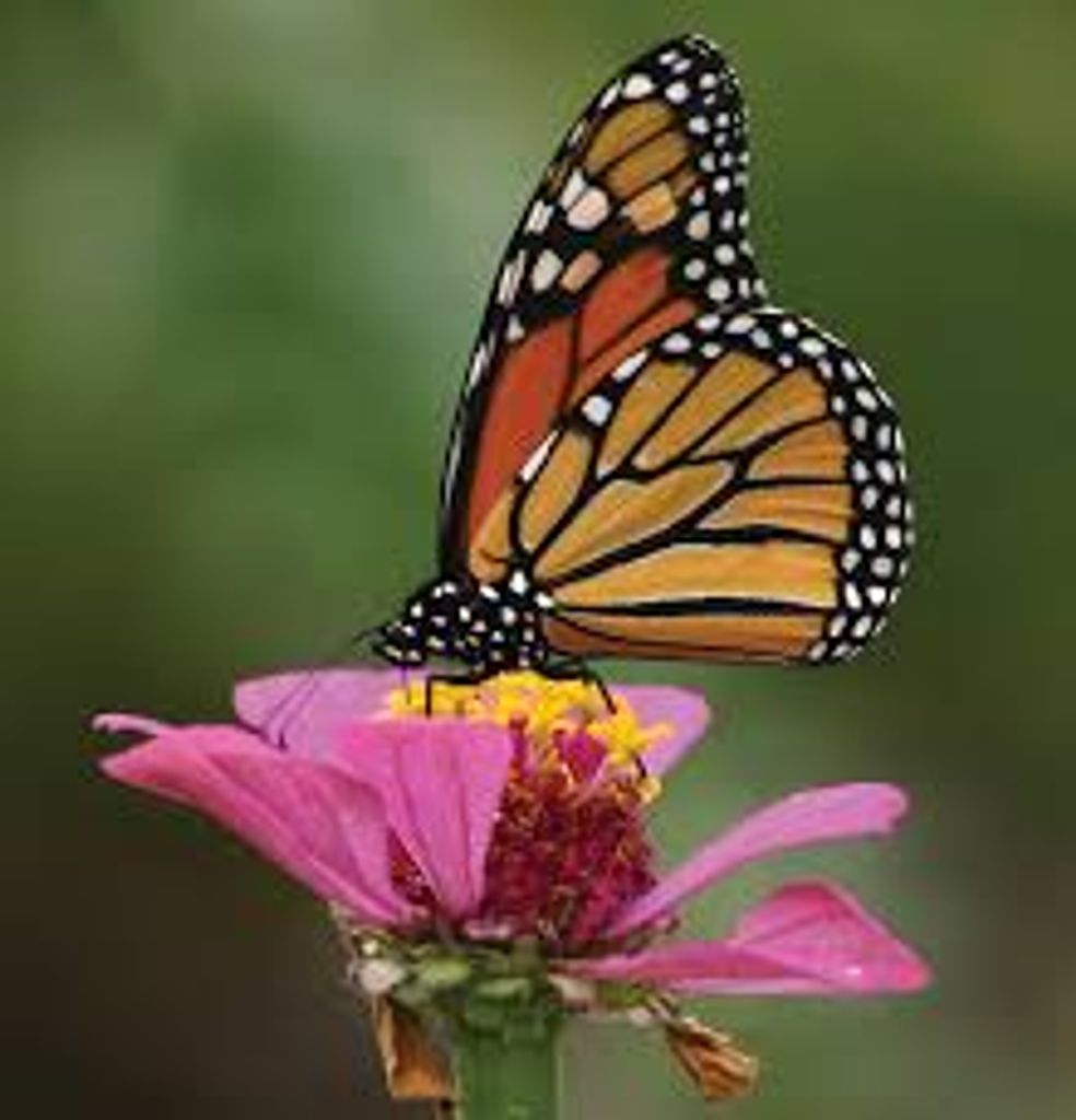 Colleen (Cooper)  Davenport