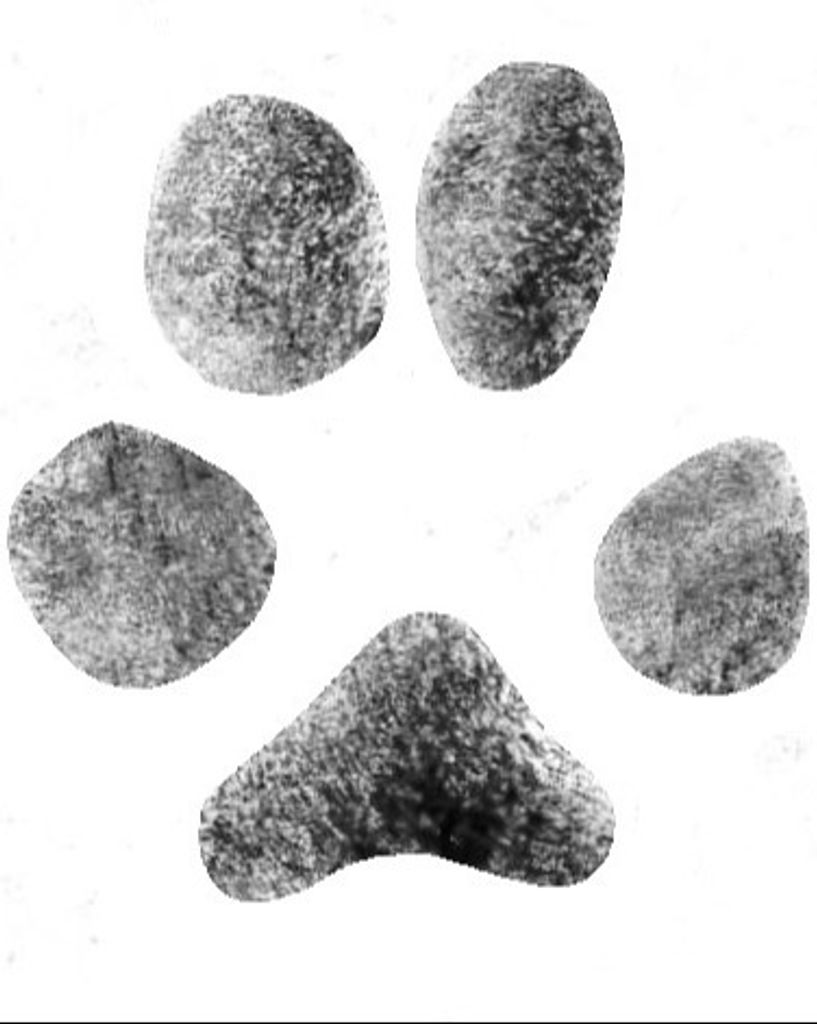 Connoli Ryan Profile Photo