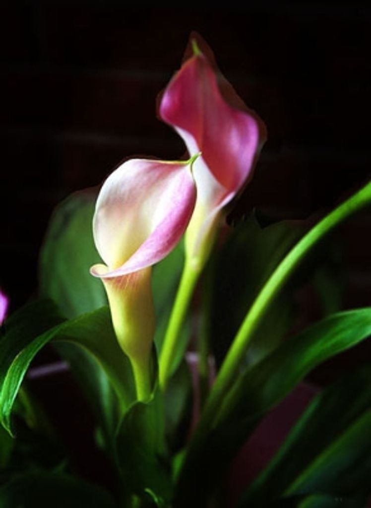 Marietta Craven Folkman