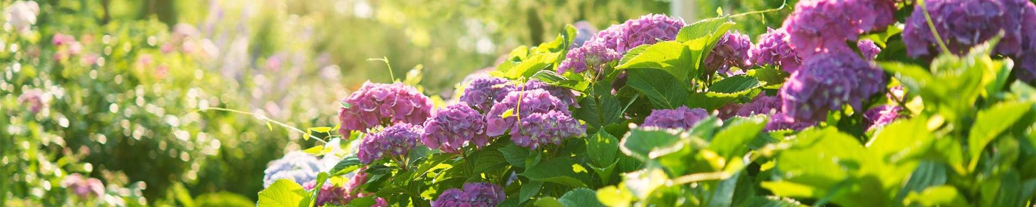 Cover for Grace Sauder's Obituary