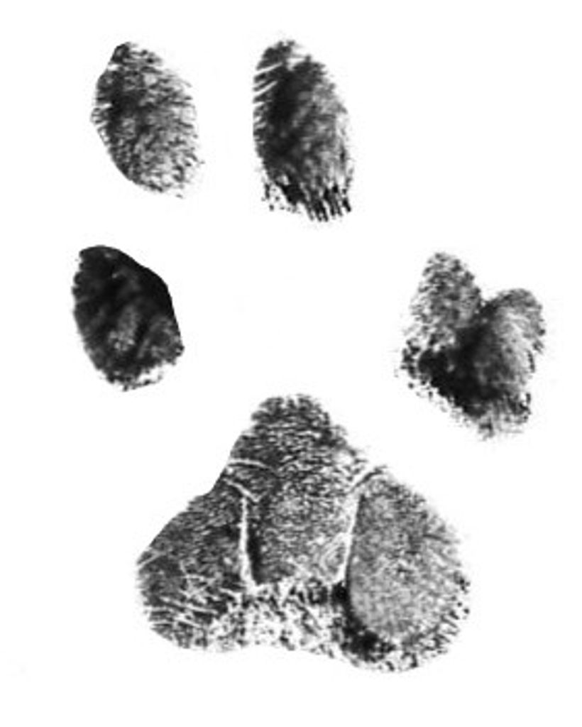 Gregg Whisnant Profile Photo