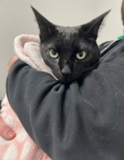 Oreo Sandilands's obituary image