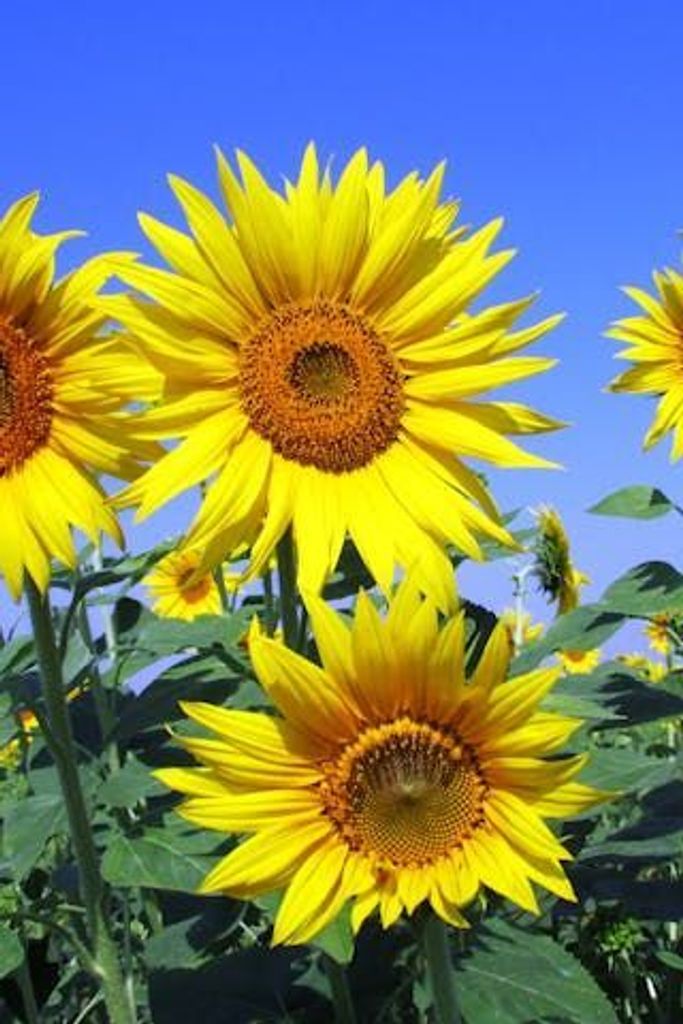 Henry Lawrence Holder