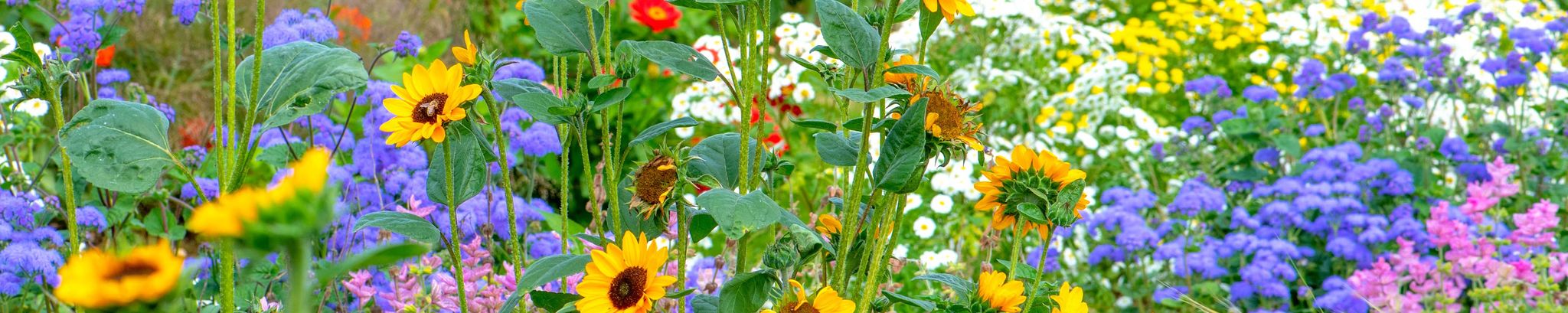 Cover for Dolores T. Jordan's Obituary