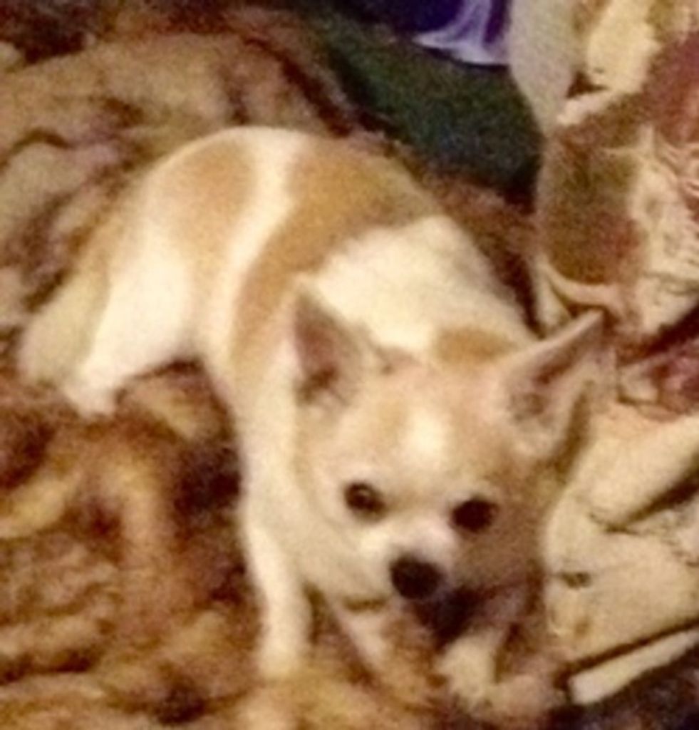 Cheeto Decamp Profile Photo