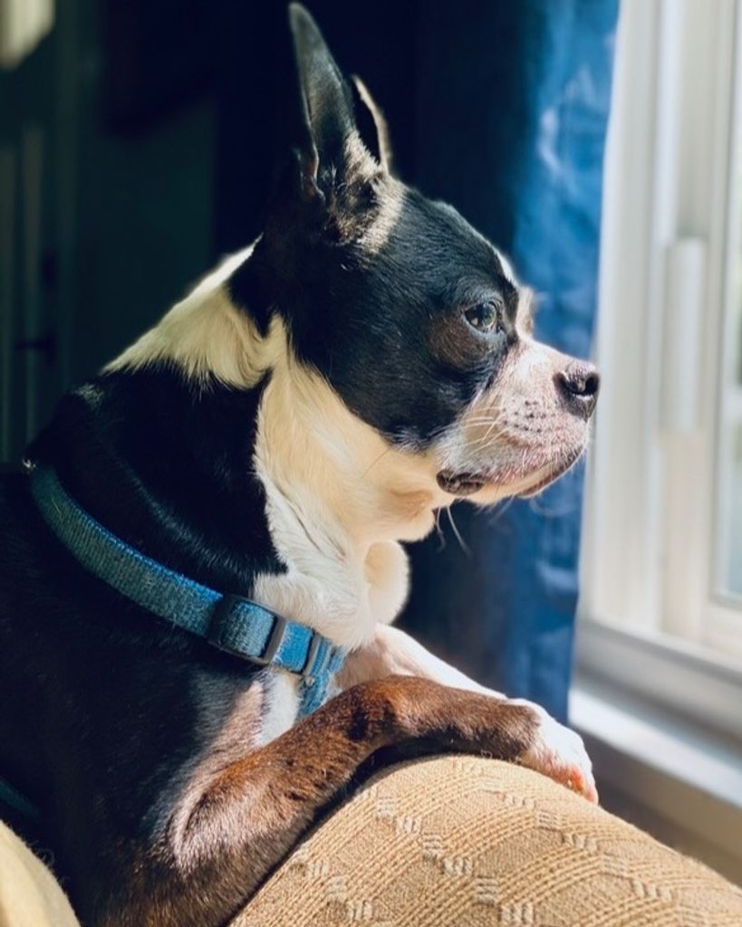 Dixie