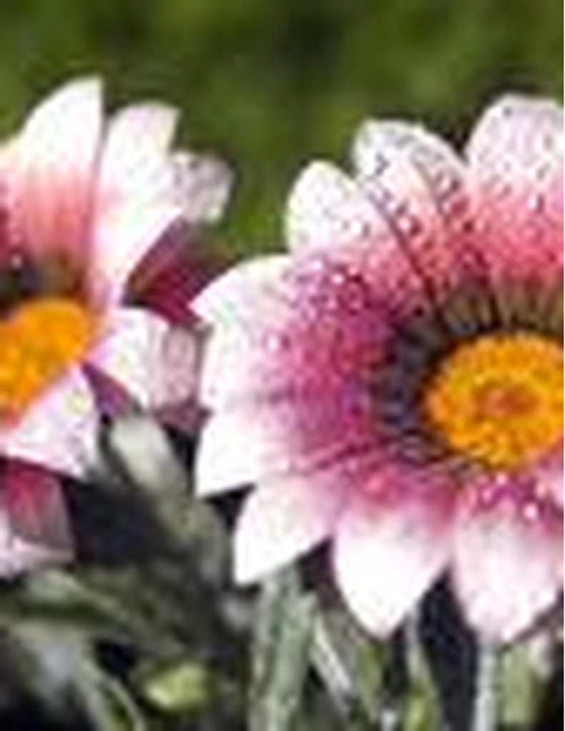 Alice Furtado Tillett