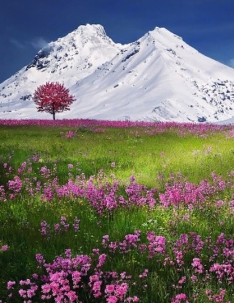 Sharon A. Murakami Profile Photo