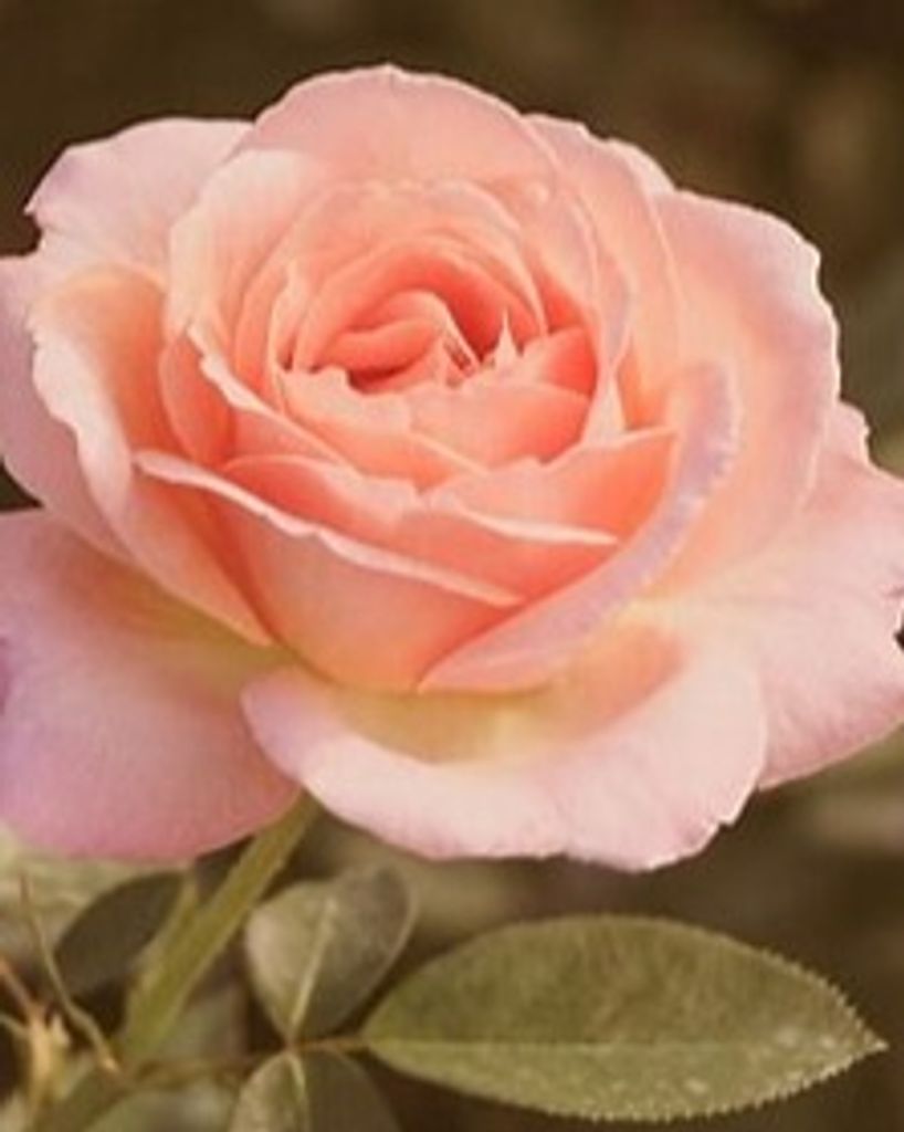 Doris Jean Murray "Golden Diva" Profile Photo