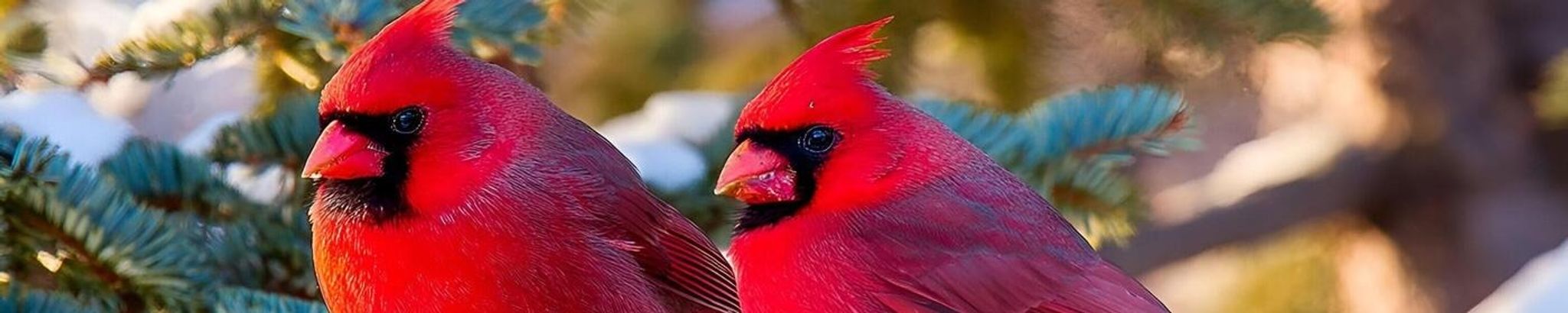 Cover for Eva Vivian Kershaw LaRocca's Obituary