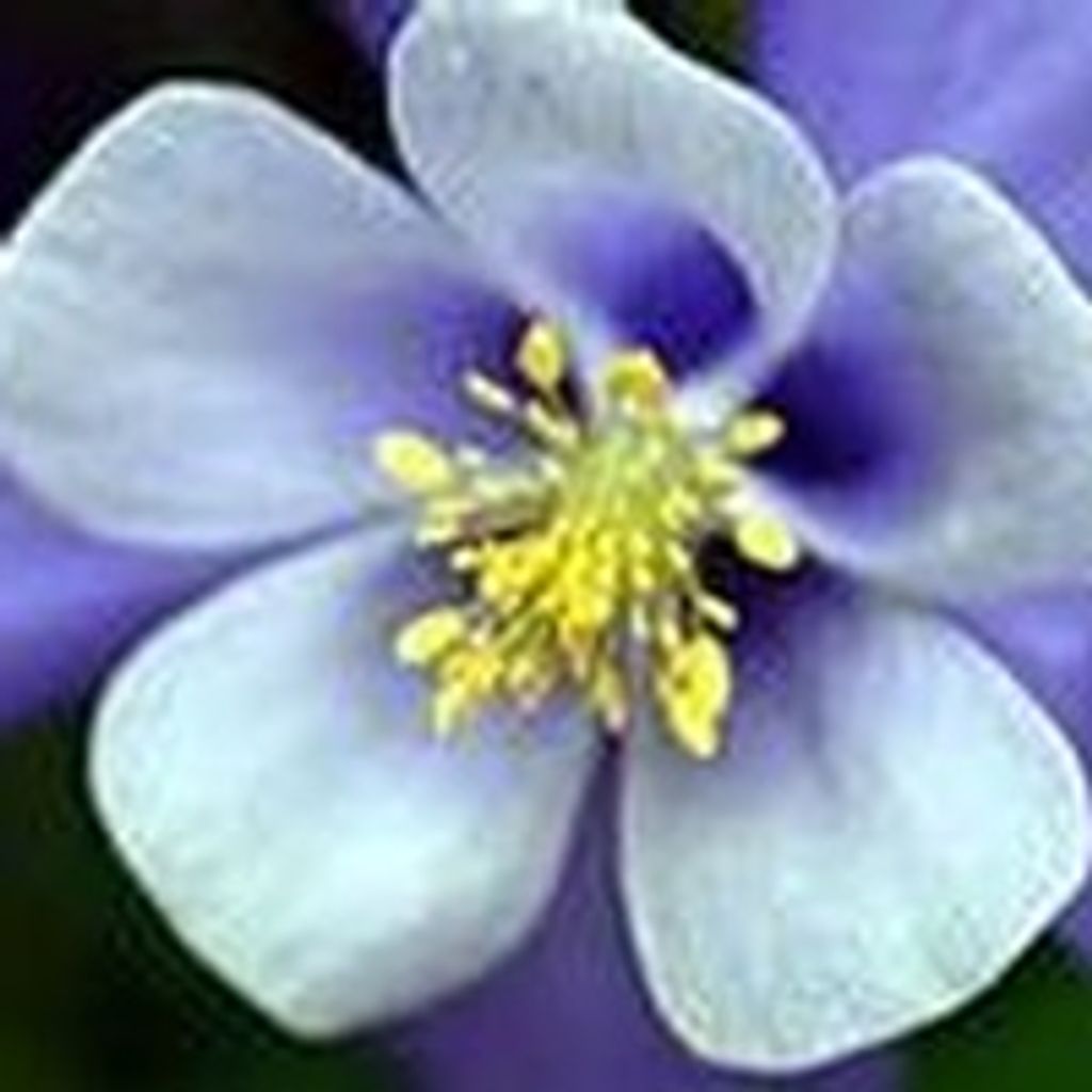 Georgia Maxine Dubois Profile Photo