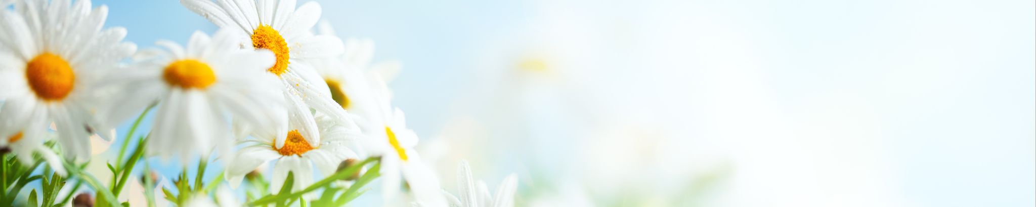 Cover photo for Pearl Amacher's Obituary