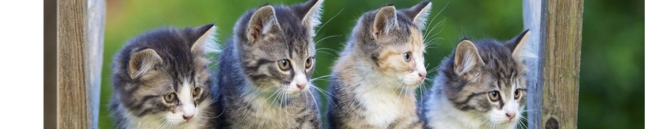 Cover for Jessica Ann Lucas's Obituary