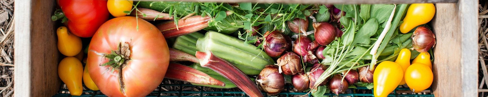 Cover for Anna Debora Lococo's Obituary