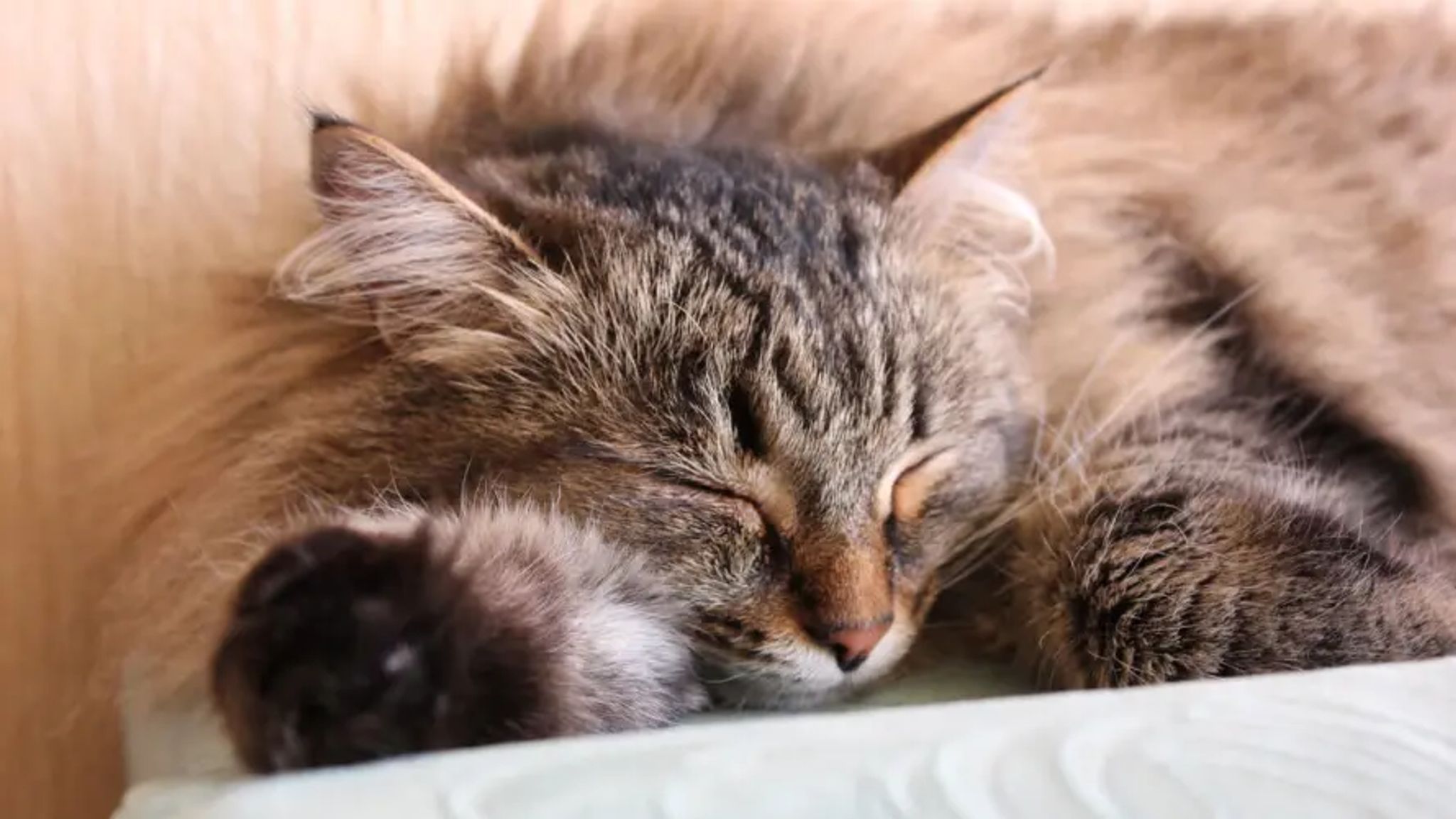 Cover for Kathleen Anne Marshall 's Obituary