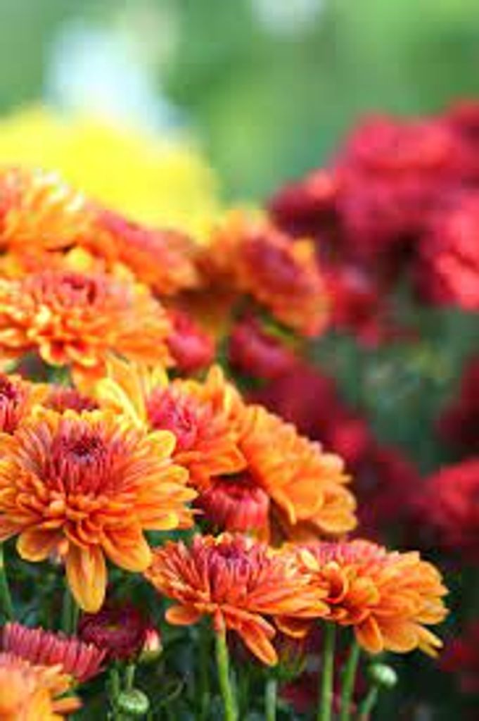 Brenda Gail Haney Profile Photo