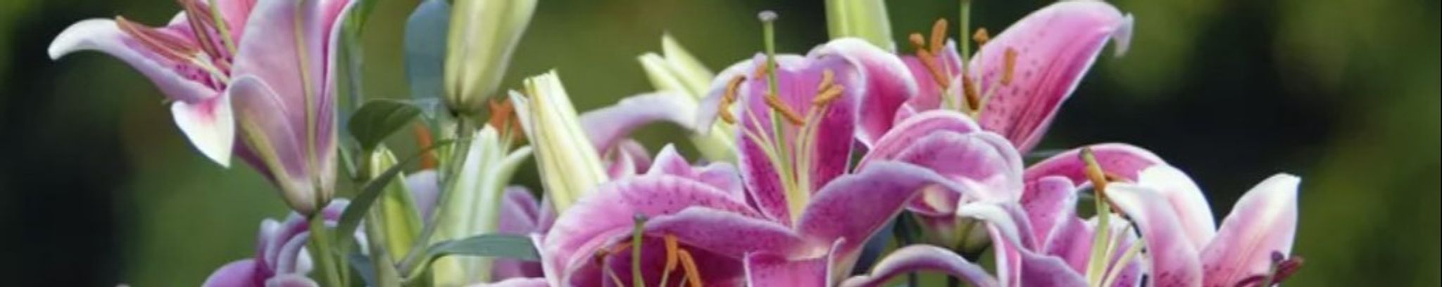 Cover photo for Katherine Whittle Turner's Obituary