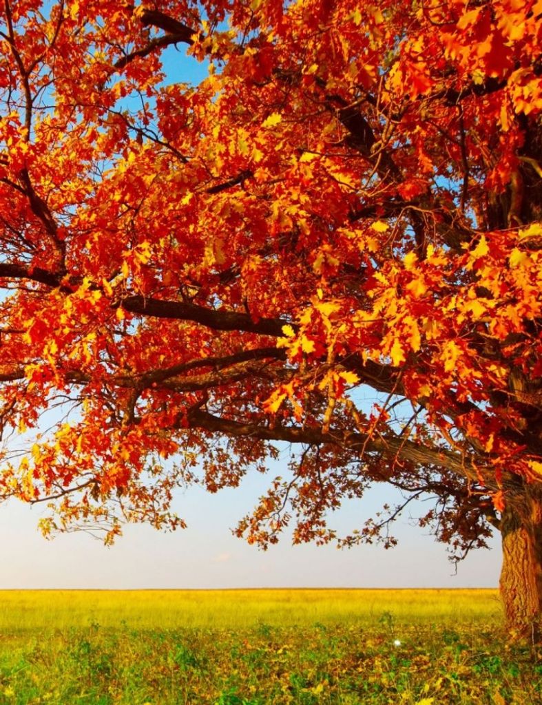 Caren Plaskon Profile Photo