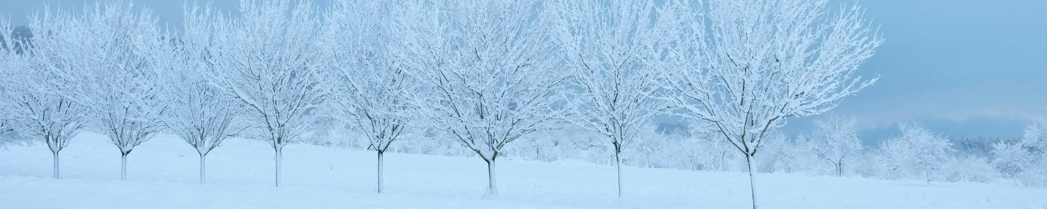 Cover for Ming-Cheng Wang's Obituary